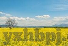 糖心直播tx9app-理解您的需求后，我为您拟写了一篇以糖心直播TX9 App，互动直播的甜蜜触电为主题的文章，聚焦于介绍该应用的特色功能和用户体验，以及其在直播行业中的独特之处